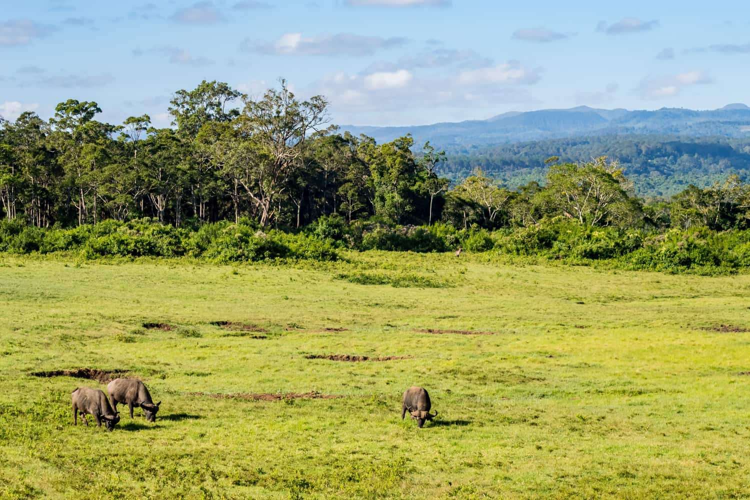 Aberdare National Park - Shadows Of Africa
