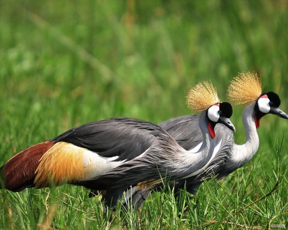 Ajai Wildlife Reserve