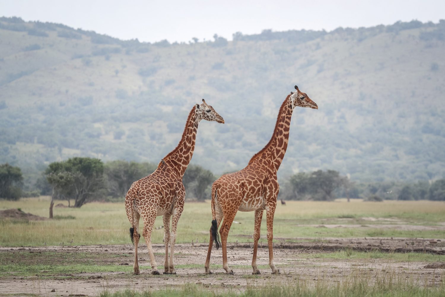 Akagera National Park - Visit Rwanda