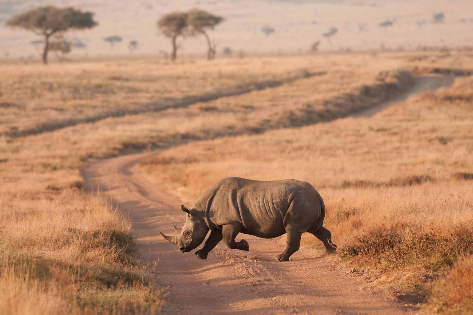 Bisanadi National Reserve | Kenya National Reserve | Wildlife Tour