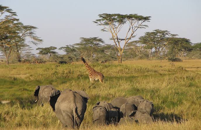 Boni National Reserve - Abiri Kenya