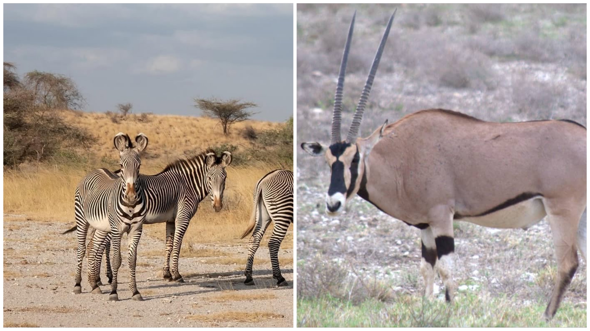 Buffalo Springs National Reserve Kenya Safari Guide & Fees 2026