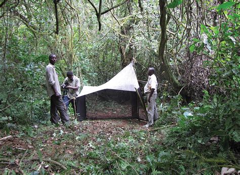 Bururi Forest Nature Reserve - Wikipedia
