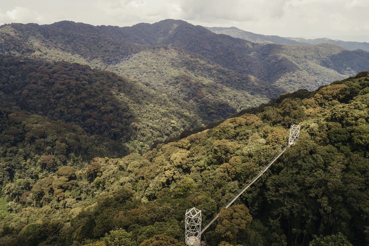 Canopy Walkway - Visit Rwanda