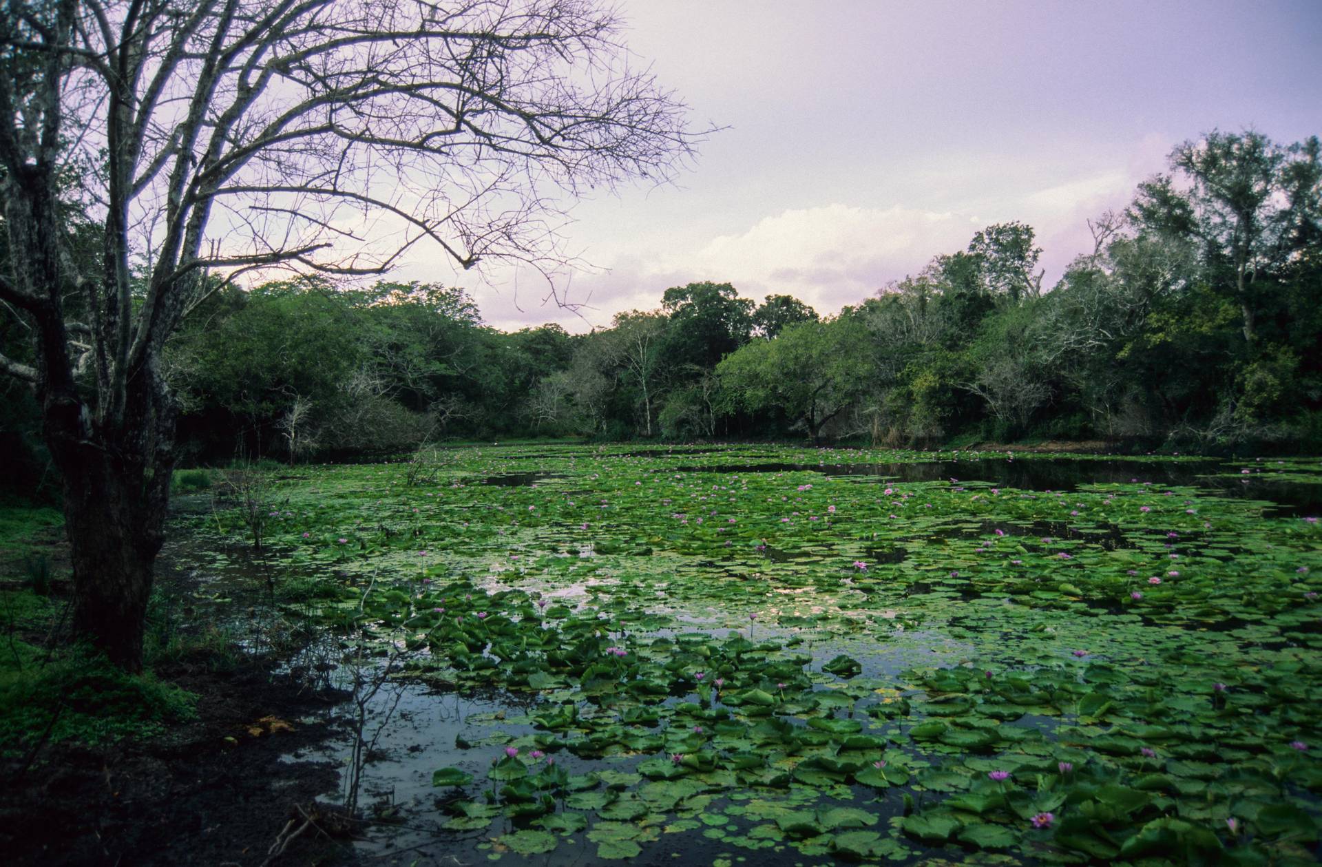 Dodori National Reserve | African Jungle Adventures