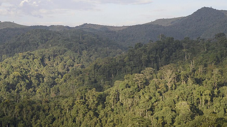 Gishwati Mukura National Park - Visit Rwanda