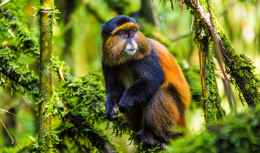 Golden monkey trekking permit in Uganda | Uganda wildlife Safari