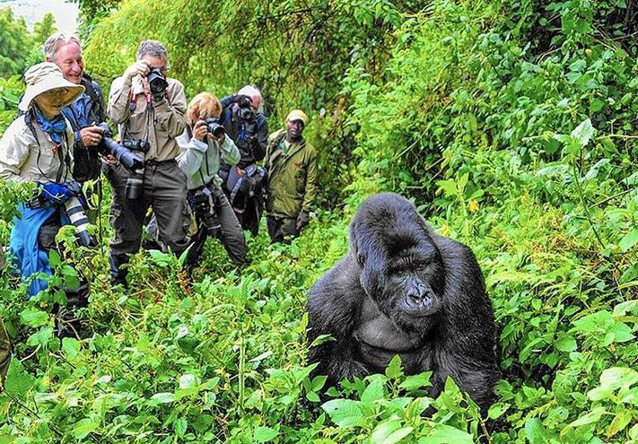 Best Time for Gorilla Trekking in Uganda & Rwanda | Gorilla Tours