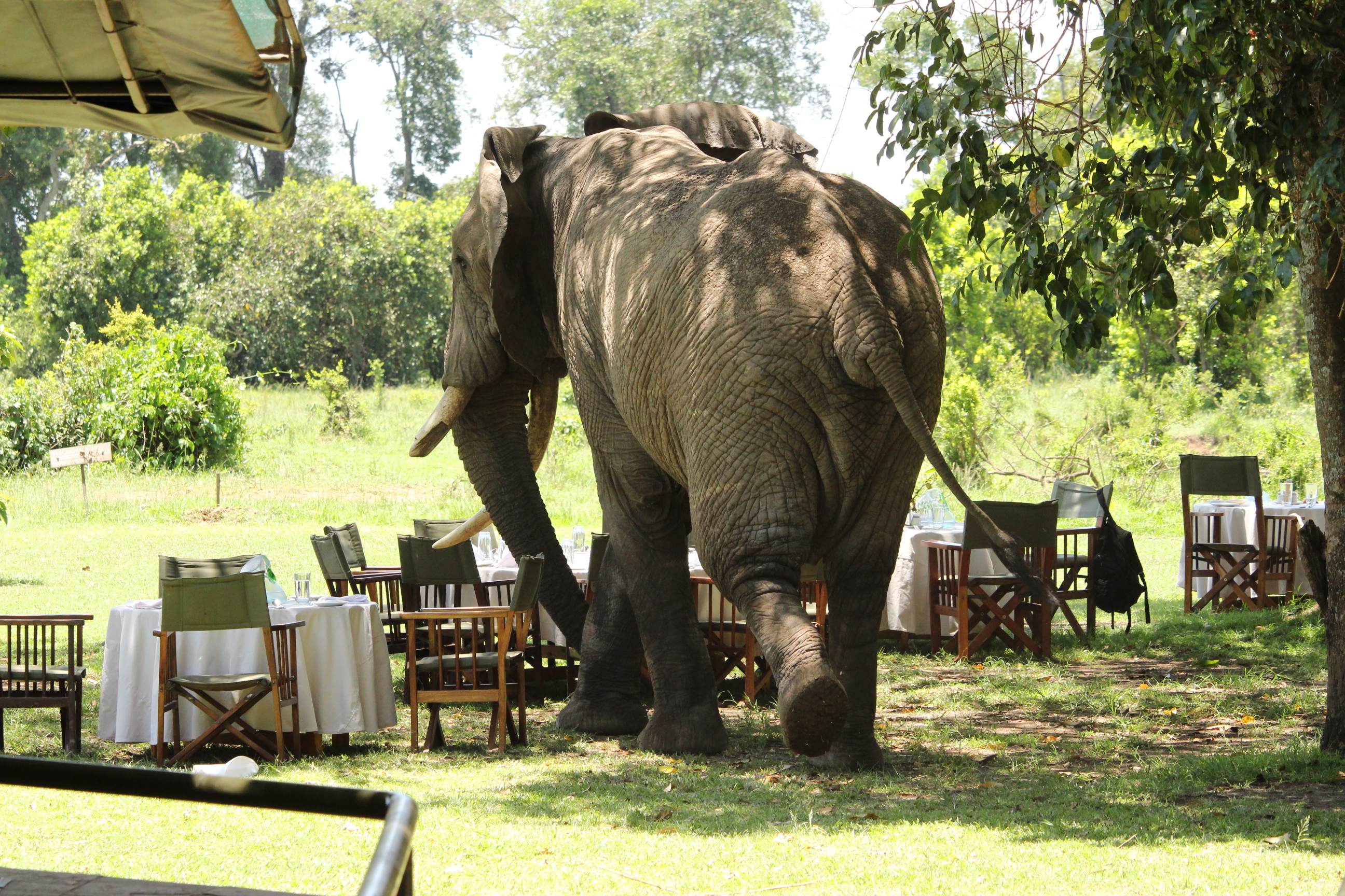 March 2017 in the Masai Mara - The Governors Camp