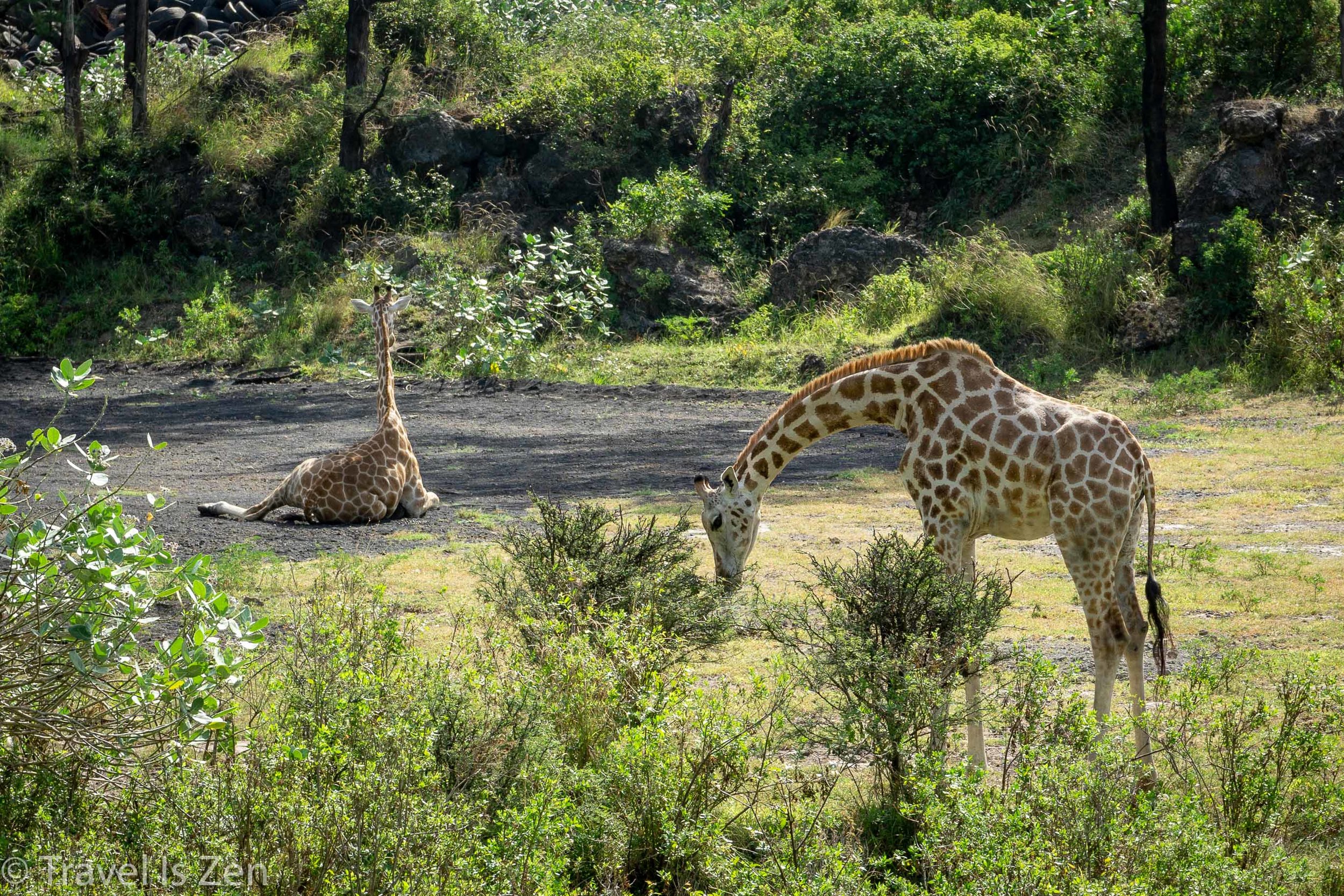 Haller Park: Just What the Doctor Ordered in Mombasa, Kenya — Travel Is Zen
