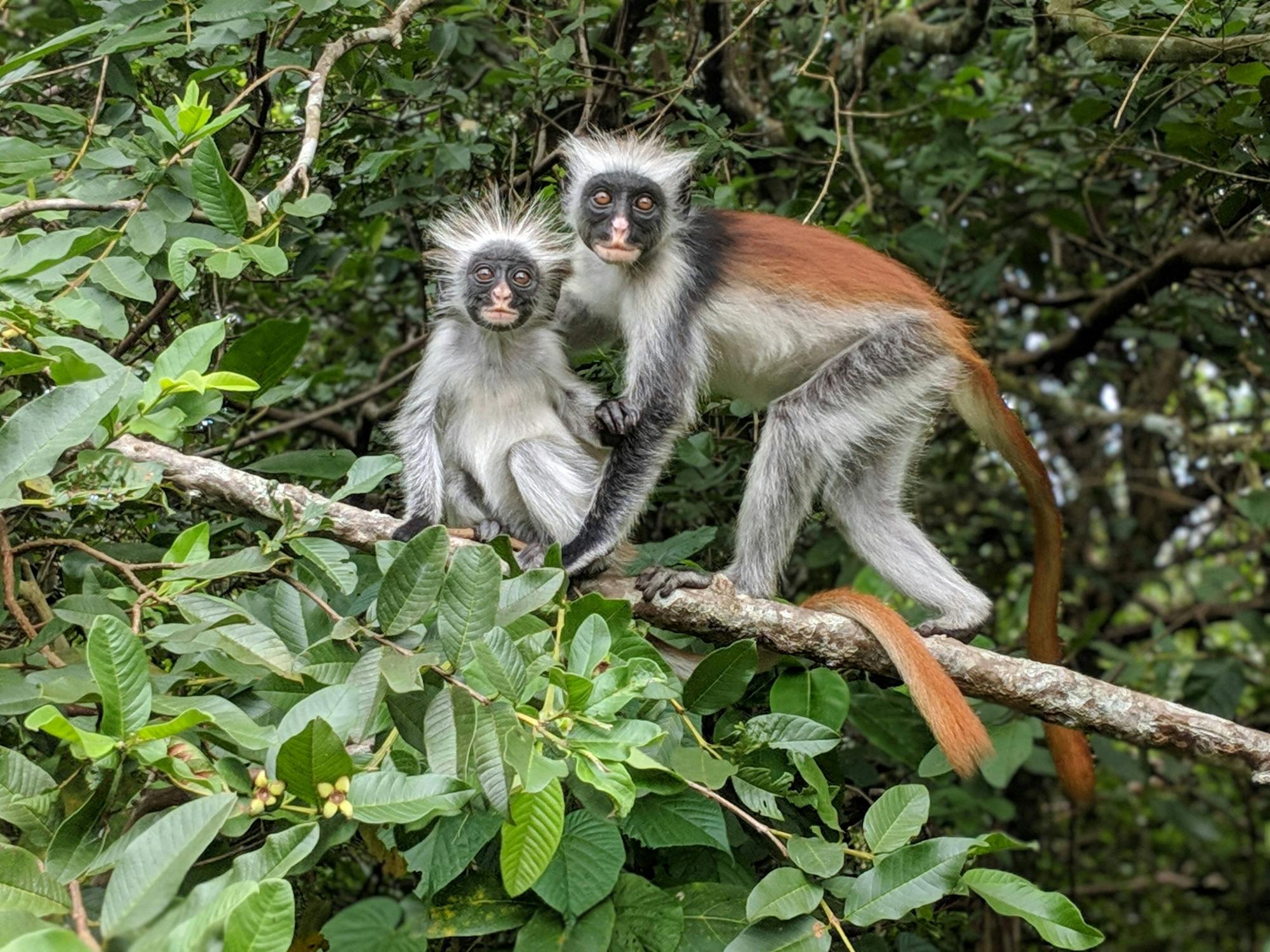 Jozani Chwaka Bay National Park and spice plantation tour | TUI Musement