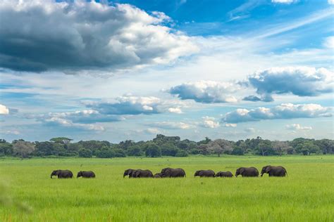 Katavi National Park Travel Guide 2025/2026: The Complete Guide to The ...