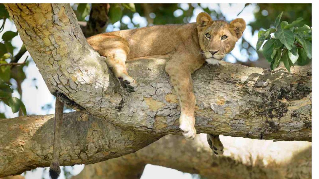 Kigezi Wildlife Reserve