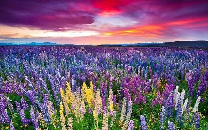 Kitulo National Park Tanzania | Serengeti of Flowers | Tanzania Safaris