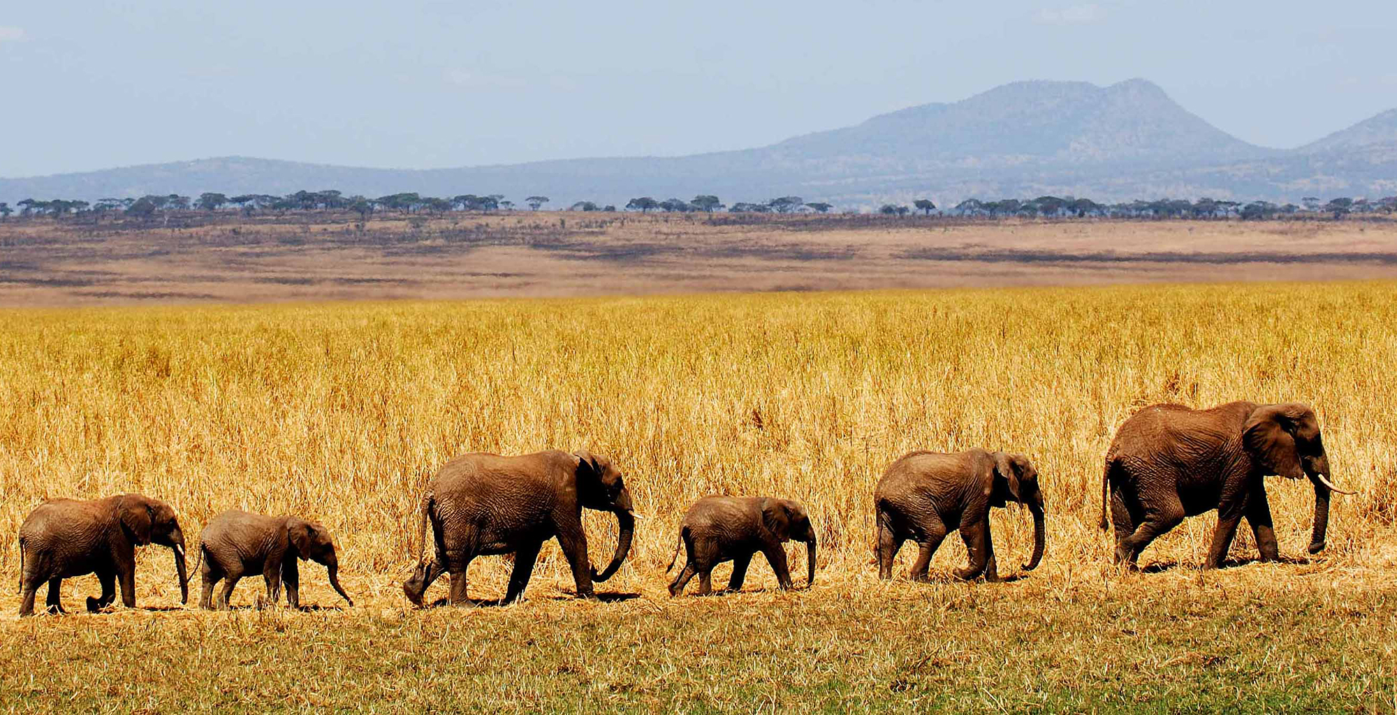 Kuro Tarangire in Tarangire National Park, Tanzania