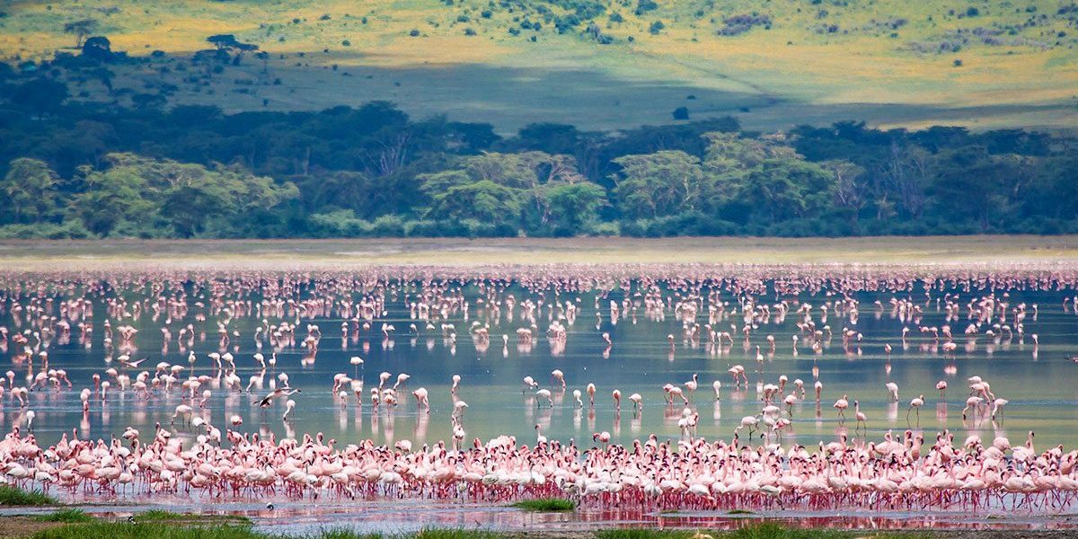 Lake Manyara National Park - Native Africa Tours