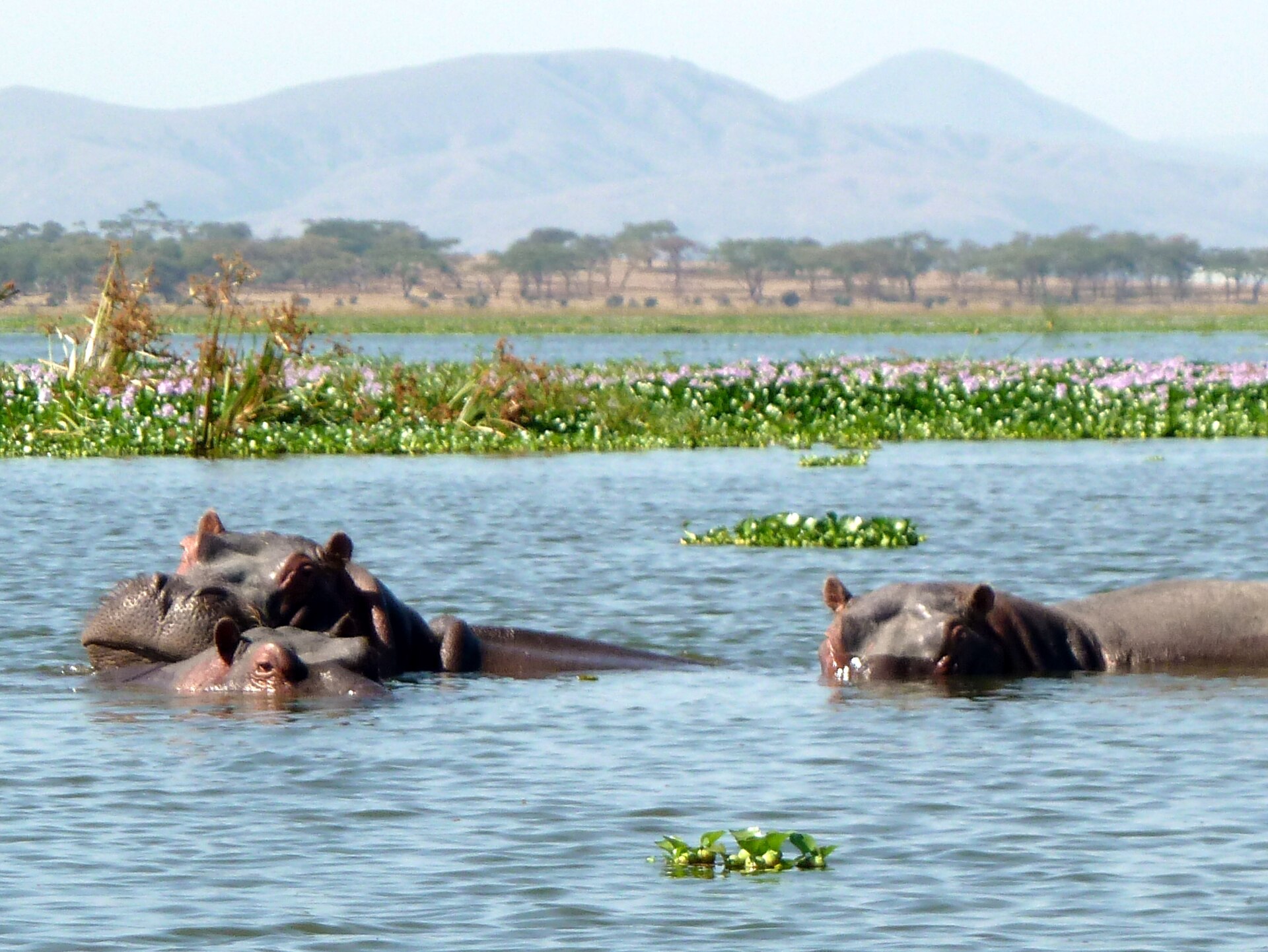 Hippo. Lake Naivasha National Park