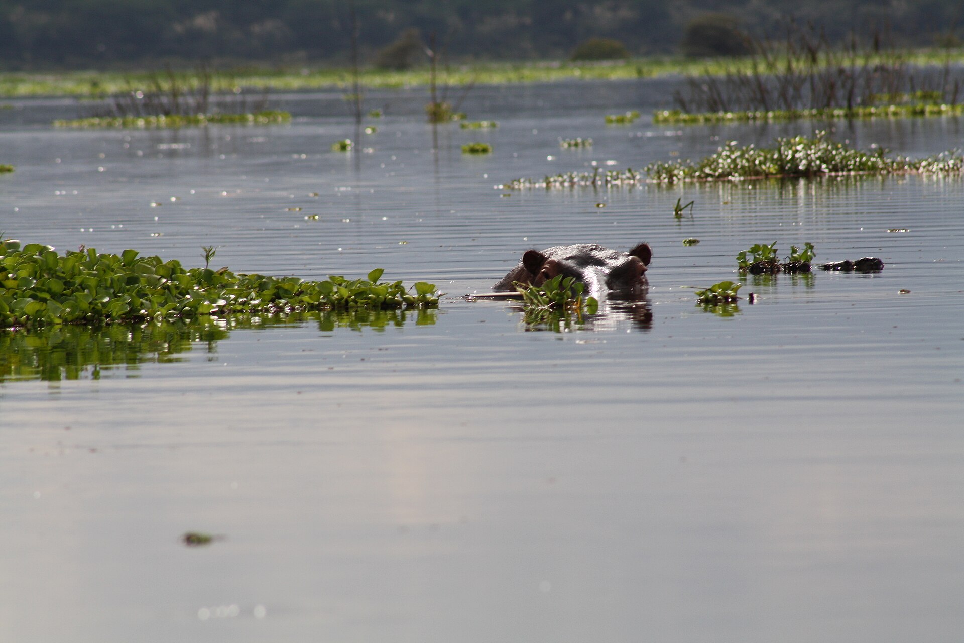 Now to Lake Naivasha, a place famous for its bird life and the hippos. There are scores of hippos in the lake. They go about their business grunting and general