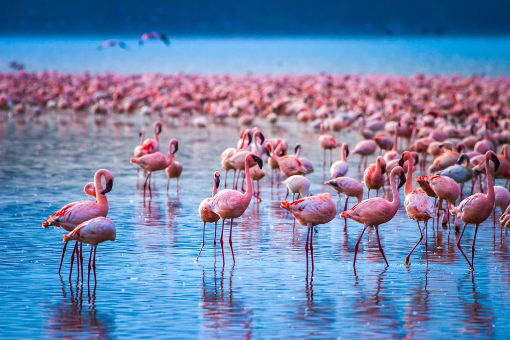 The best time to visit Lake Nakuru National Park | kenya Wildlife