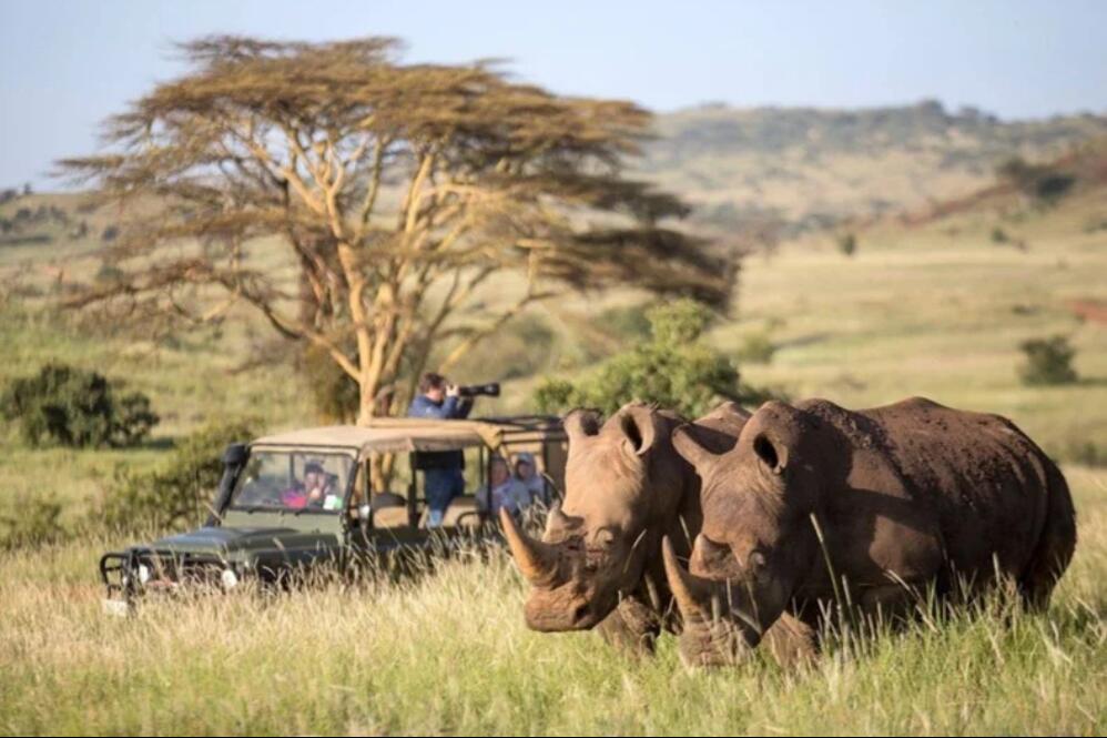 Lewa Wildlife Conservancy - A Flagship Safari in Kenya