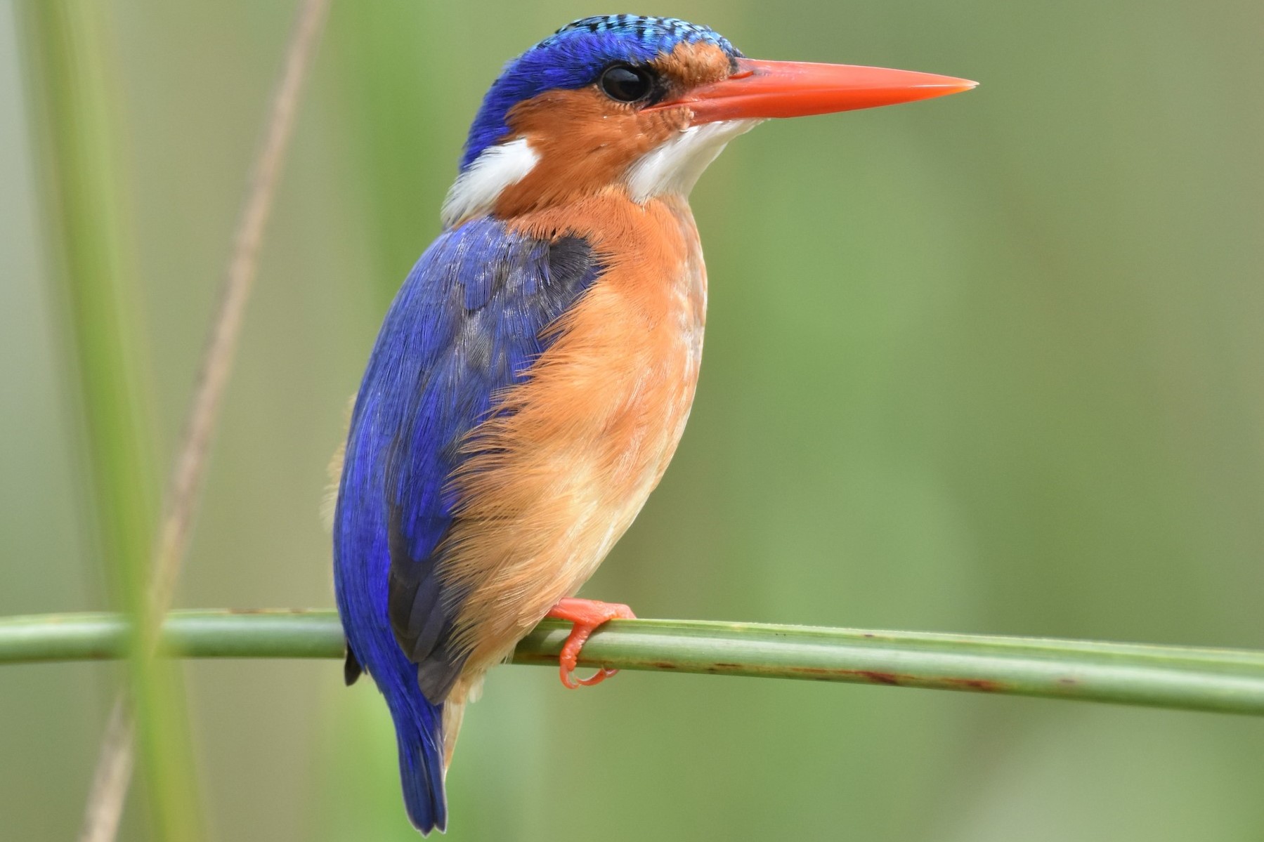 A Guide To Visiting Mabamba Swamp In Uganda | Lake Victoria | Explore ...