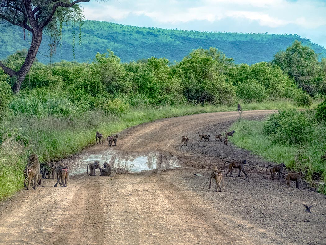 Troop of Baboons in Mago National Park in Southern Ethiopia