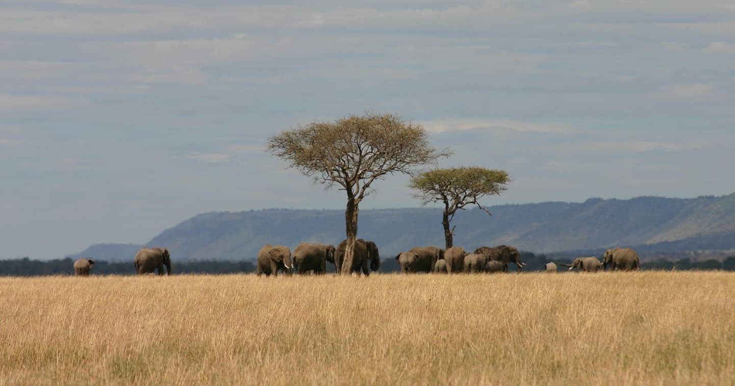 Mara North Conservancy in Greater Masai Mara - Kenya