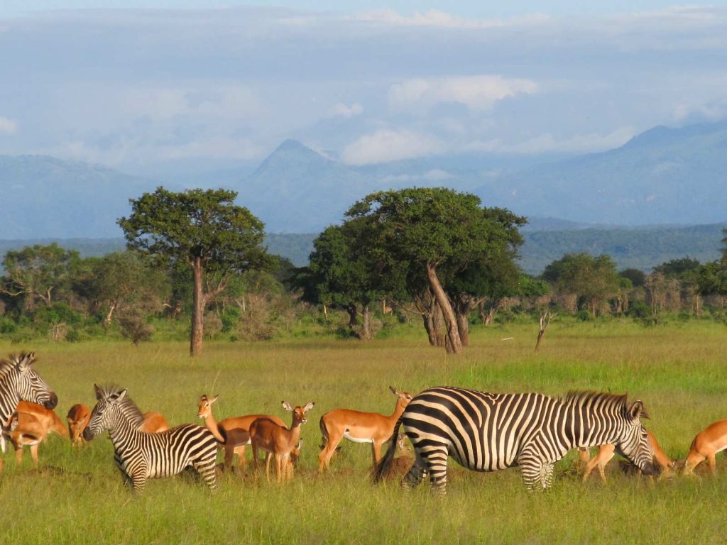Best Guide to Mikumi National Park 2023-2024-Laba Africa