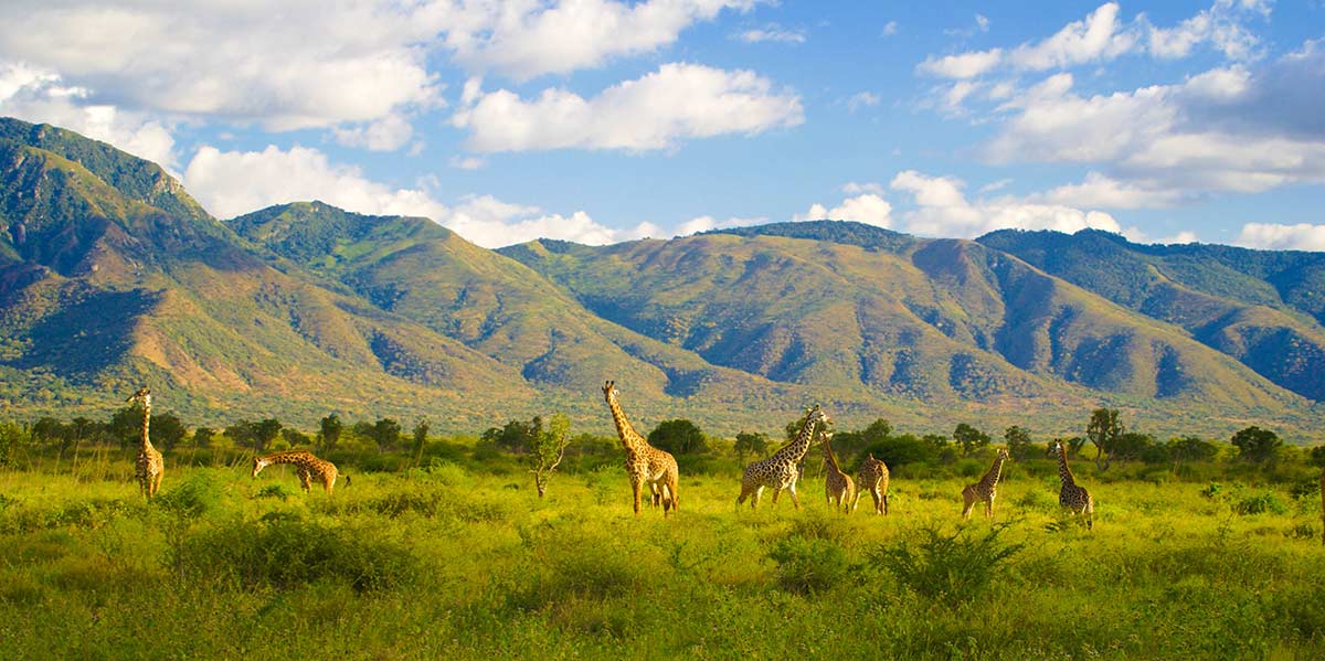Mkomazi National Park | Kilimanjaro Region | Tanzania Safaris Tours