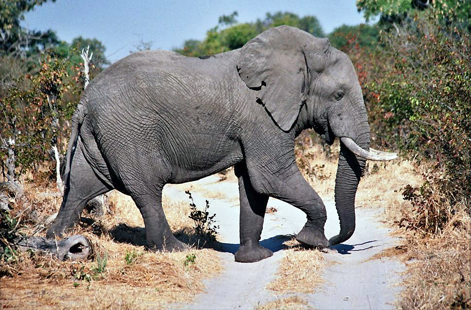Moremi elephant