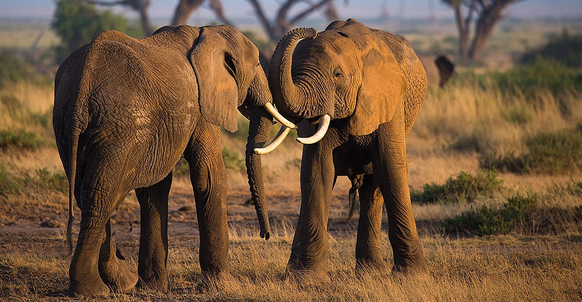 Mara Naboisho Conservancy In Greater Masai Mara - Kenya