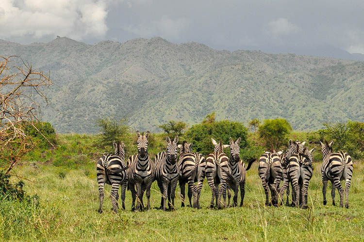 Nechisar National Park | Ethio Target Tours and Travel - Holiday tours ...
