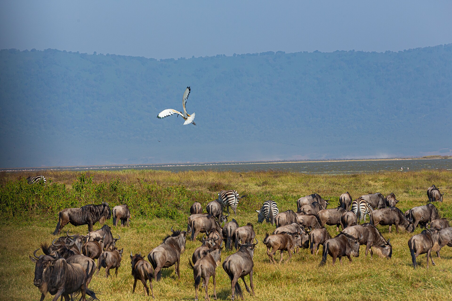 Bird Flying Over Wildlife Herd in Ngorongoro Crater