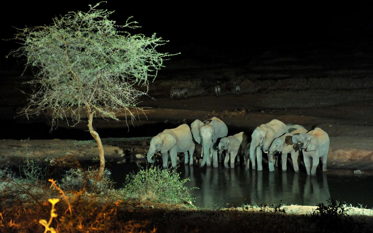 Night Game Drives in Kenya | Kenya Wildlife Safaris | Kenya Tours