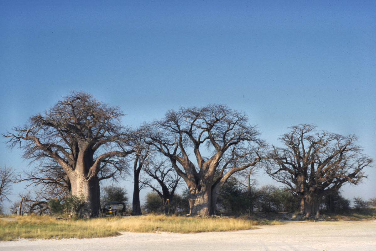 Botswana Nxai Pan NP Baynes Baobabs