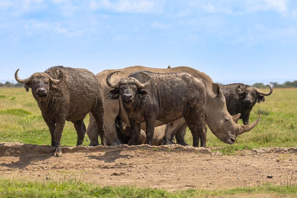 Ol Pejeta Conservancy, Kenya | Laikipia county Rhinos and bu… | Flickr