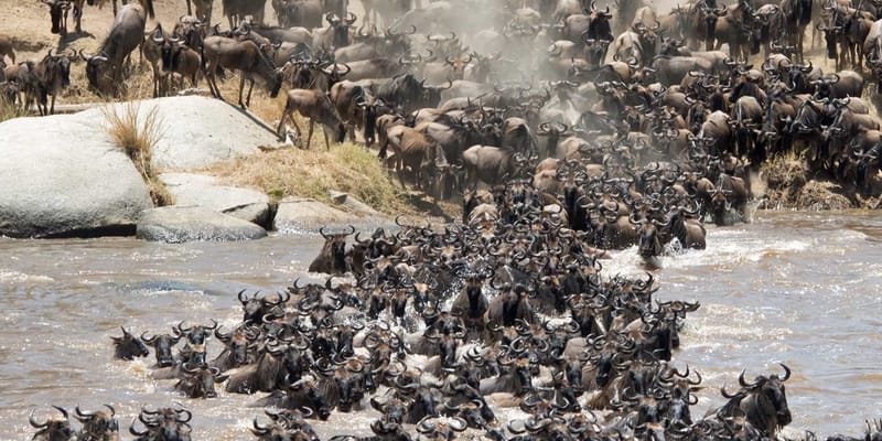 5 days tanzania private game drive safaris - Tours & Excursions Moshi ...