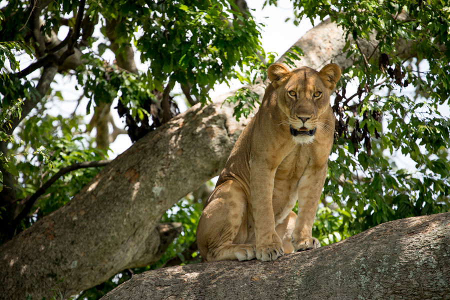 Queen Elizabeth National Park