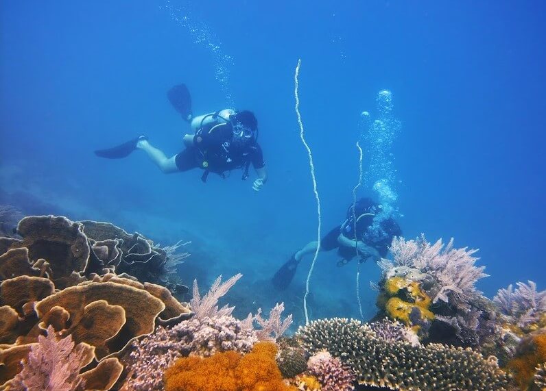 Zanzibar Diving Special Mnemba Island & Reef | Tanzania Horizon Safaris