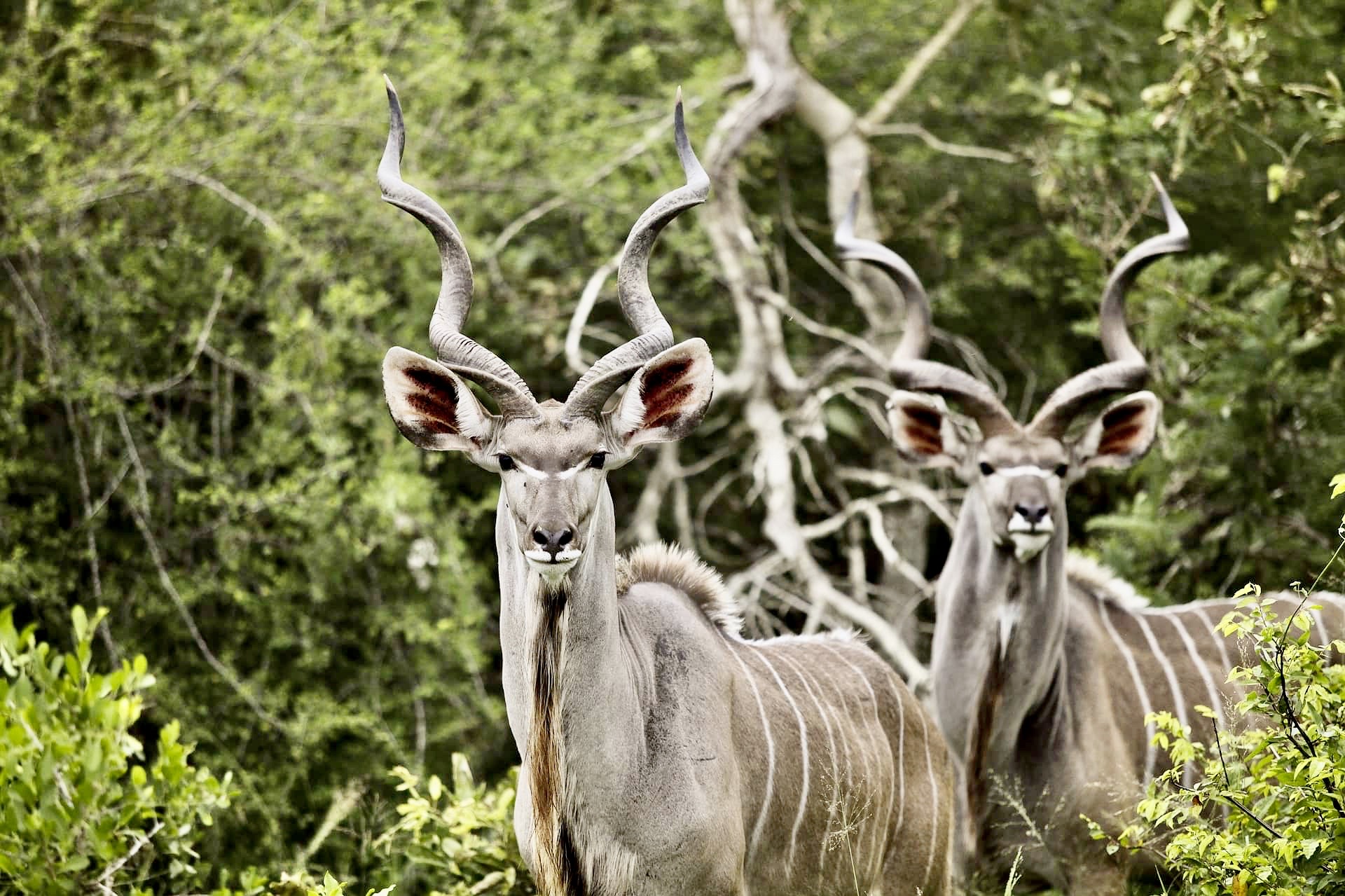 Rumanyika-Karagwe National Park | Rumanyika National Park | Tanzania