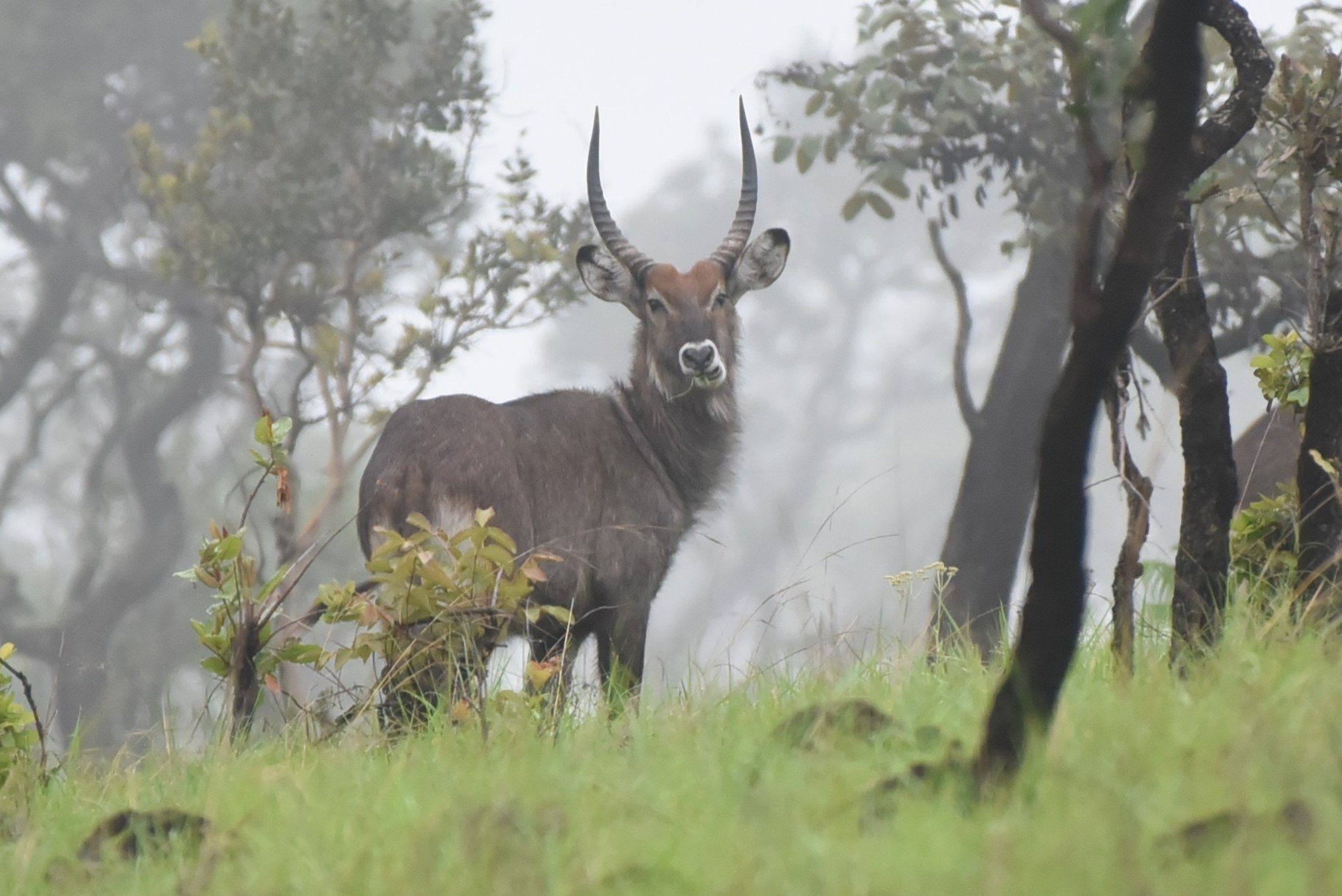 Ruvubu National Park | Burundi Wildlife Safari Destinations