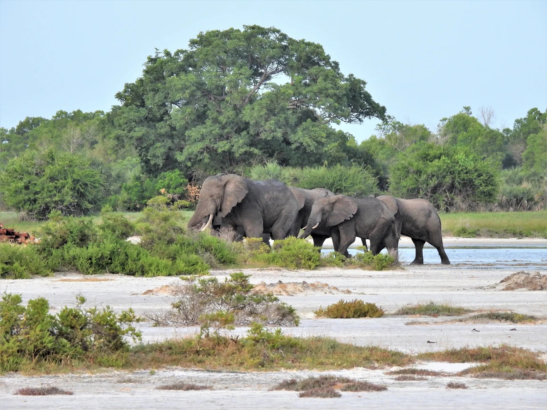 Saadani National Park | Tanzania Wildlife Safaris | Tanzania Tours