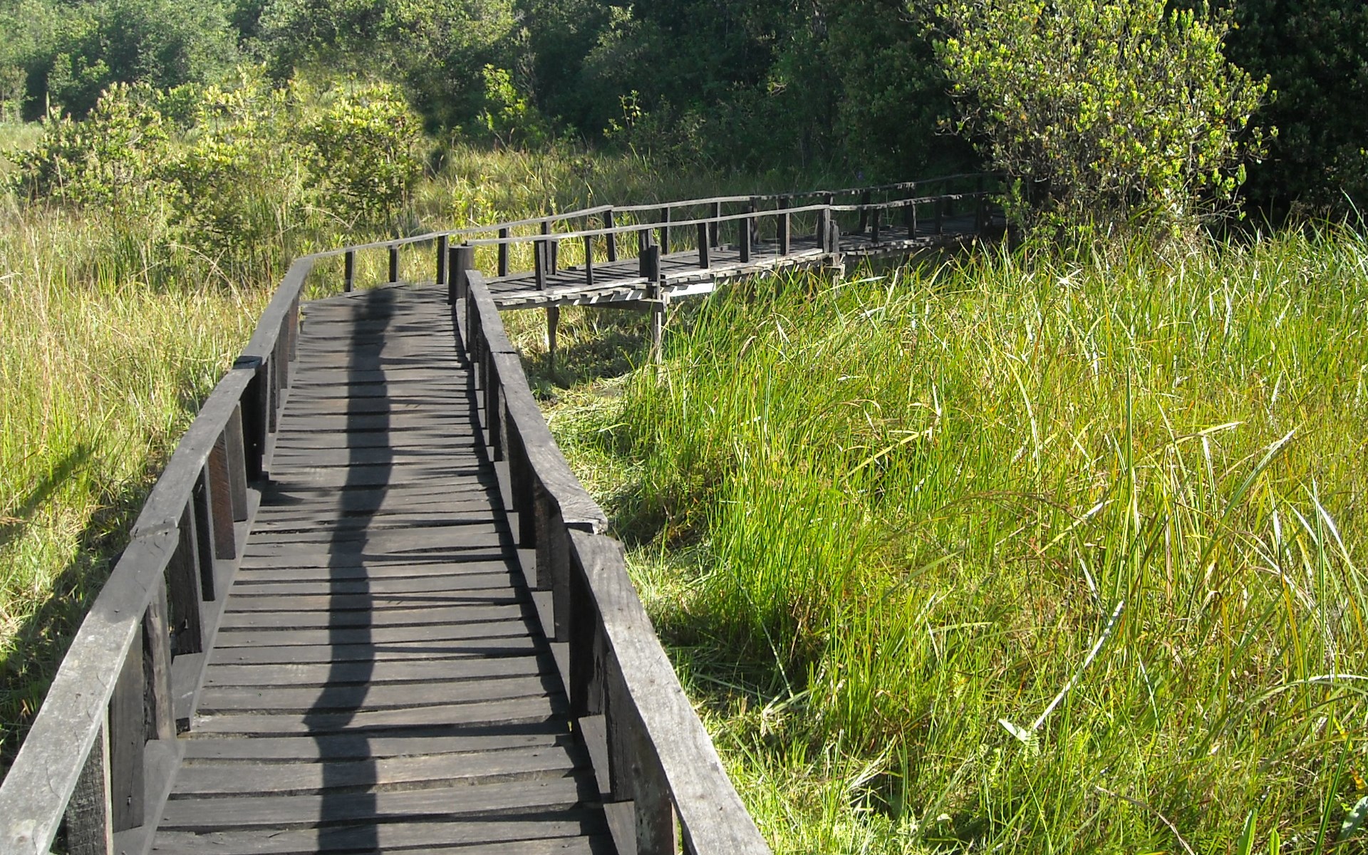 Saiwa Swamp national park | Kenya Safaris Tours | Kenya Tours