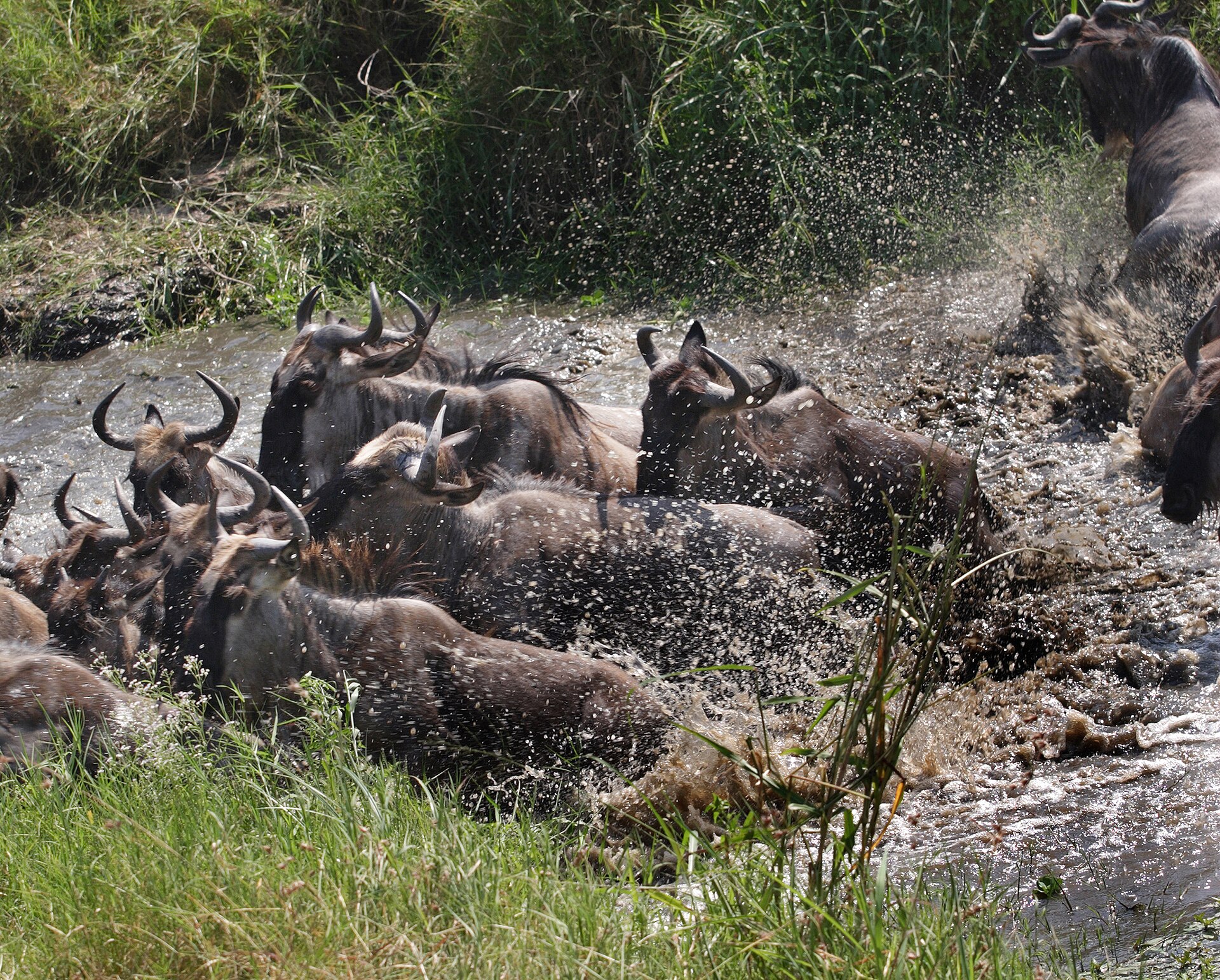 A lion has attacked the drinking wildebeest. They escape in panic up from the Grumeti river in western Serengeti.Photo by:Jan Fleischmann