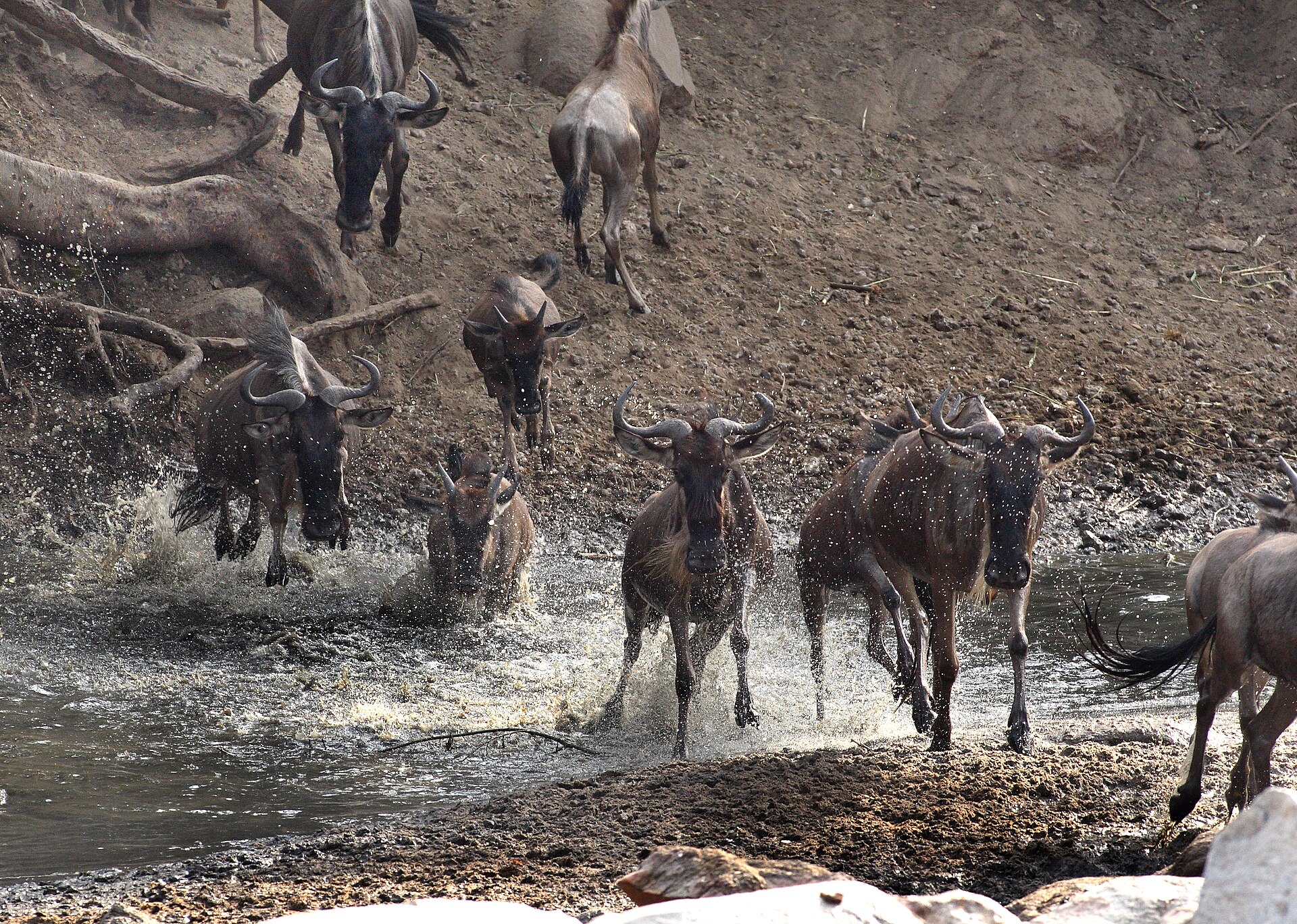 The wildebeest are crossing a small part of the Grumeti River in the western corridor in Serengeti. Experience the great wildebeest migration in the impressive