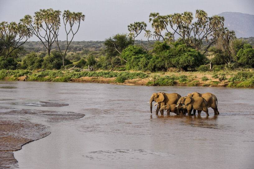 Shaba National Reserve | Kenya Wildlife Safari Destinations