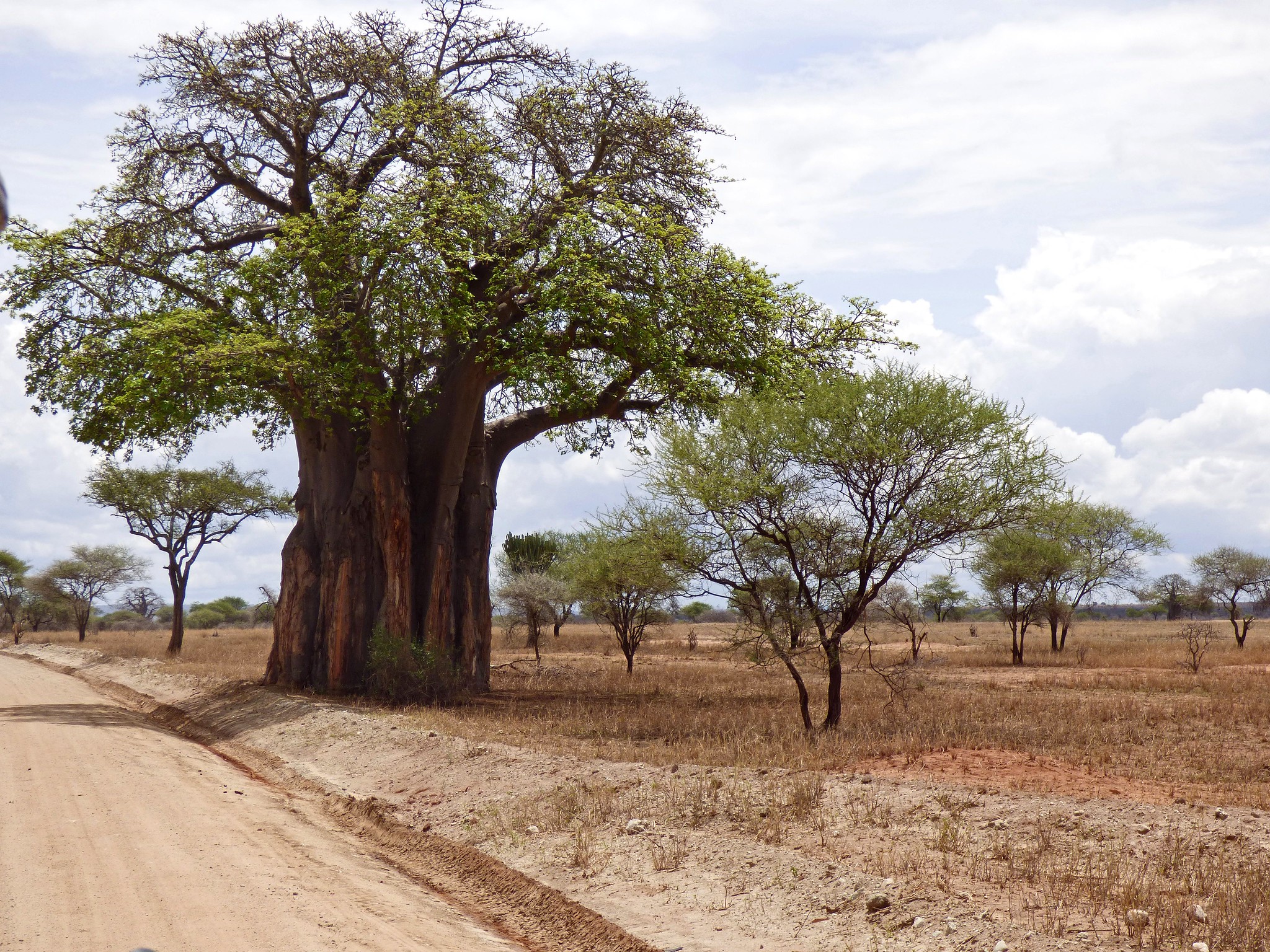 The Baobab Tree | Elephants In Tarangire National Park | Serengeti ...