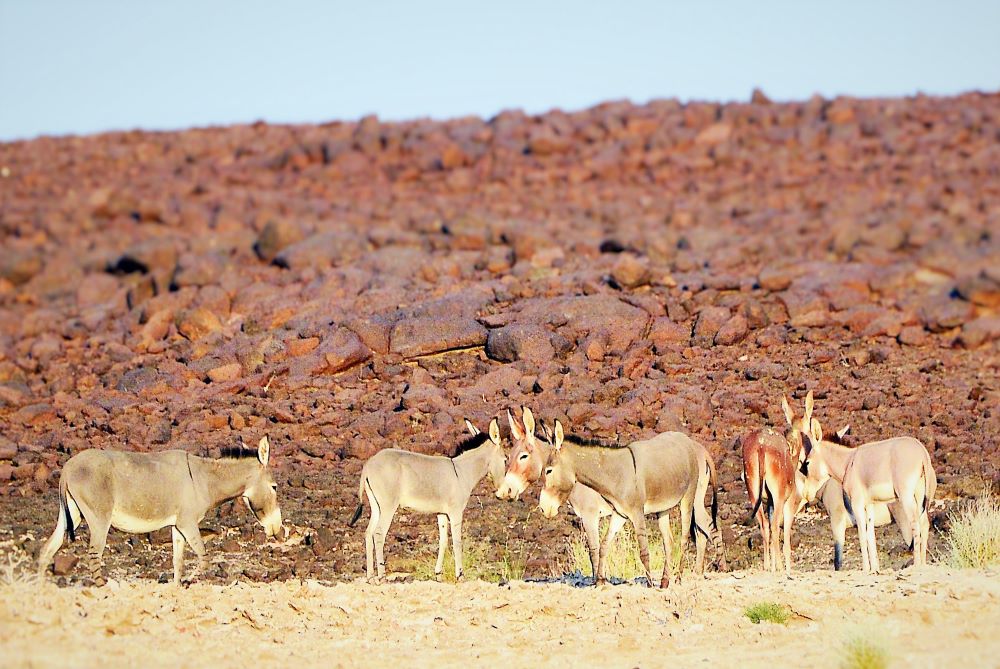 Yangudi Rassa National Park