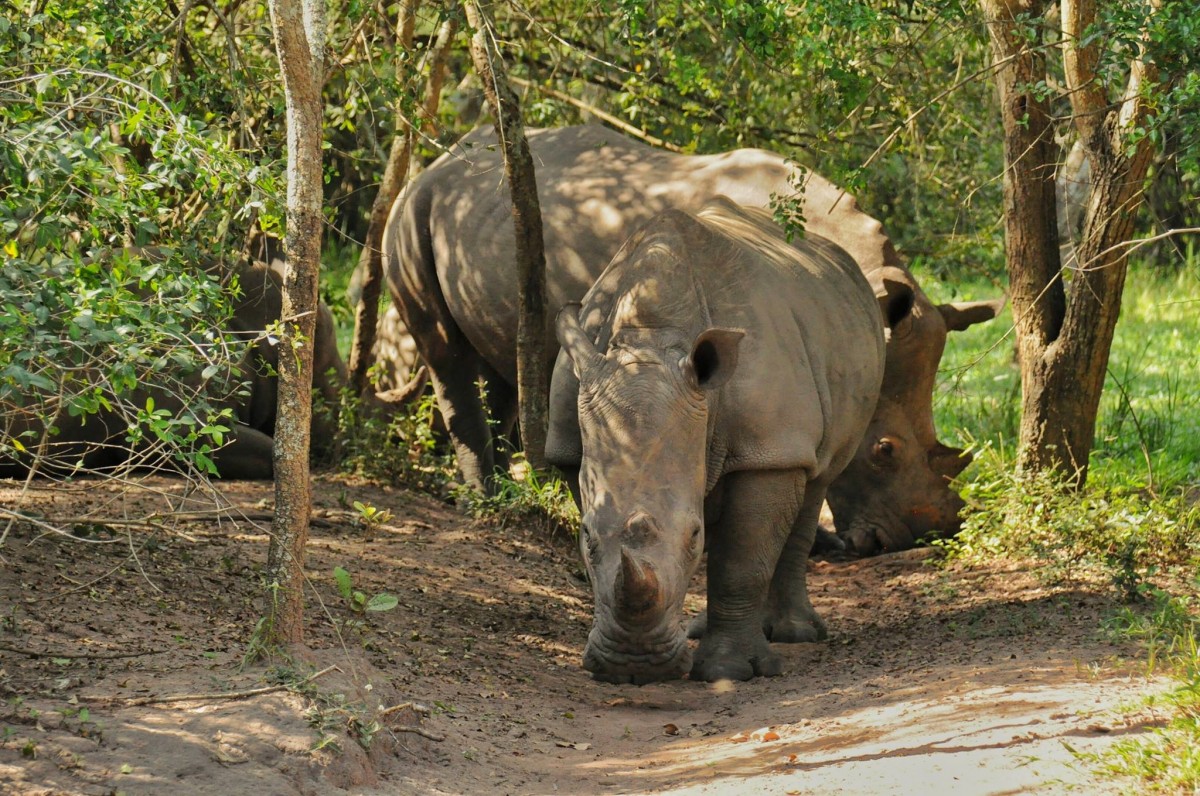 Zdjęcia: Ziwa Rhino Sanctuary, Nakasongola, Oko w oko z nosorożcem, UGANDA