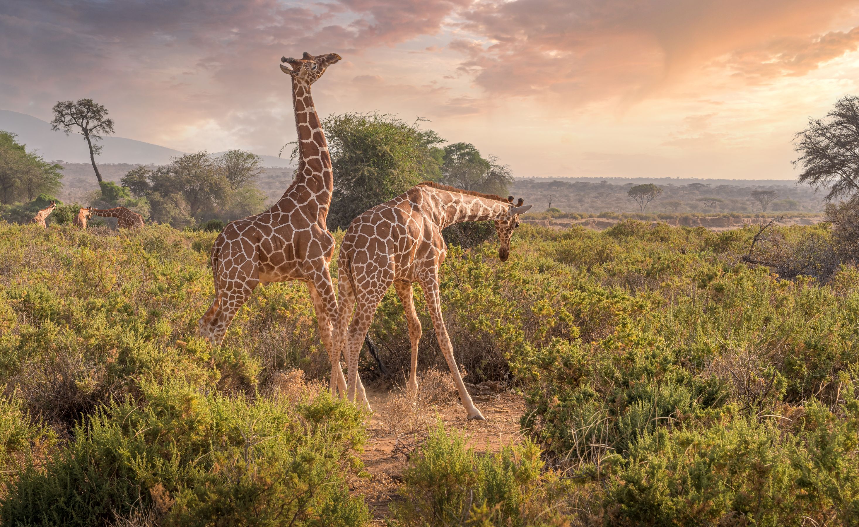 Damaraland